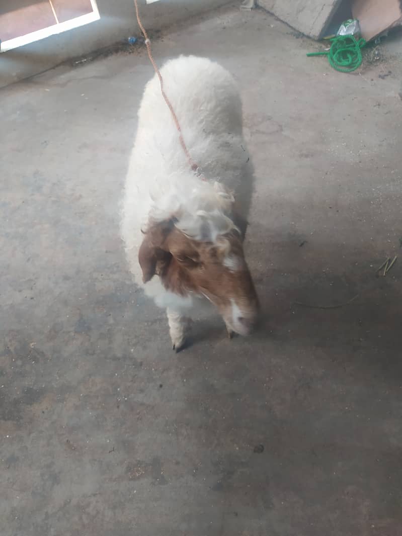 Sheep/dumba 0