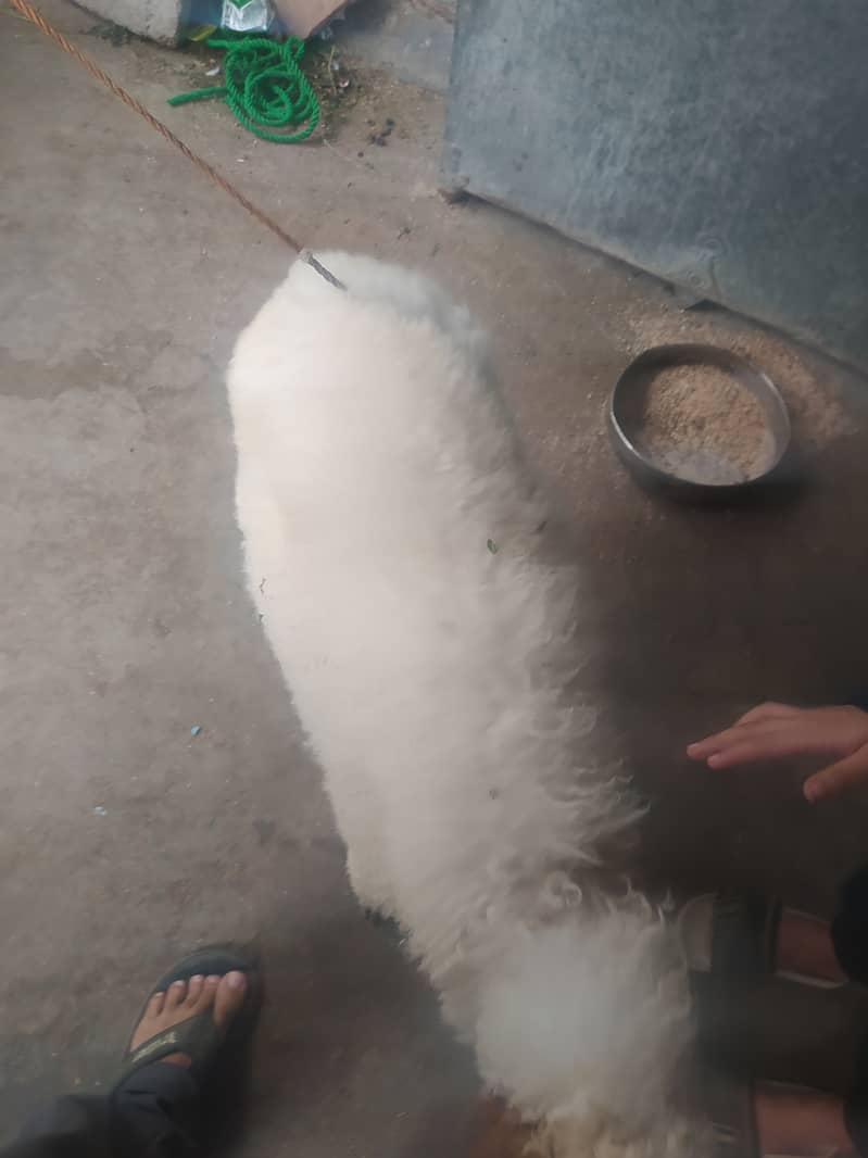 Sheep/dumba 1