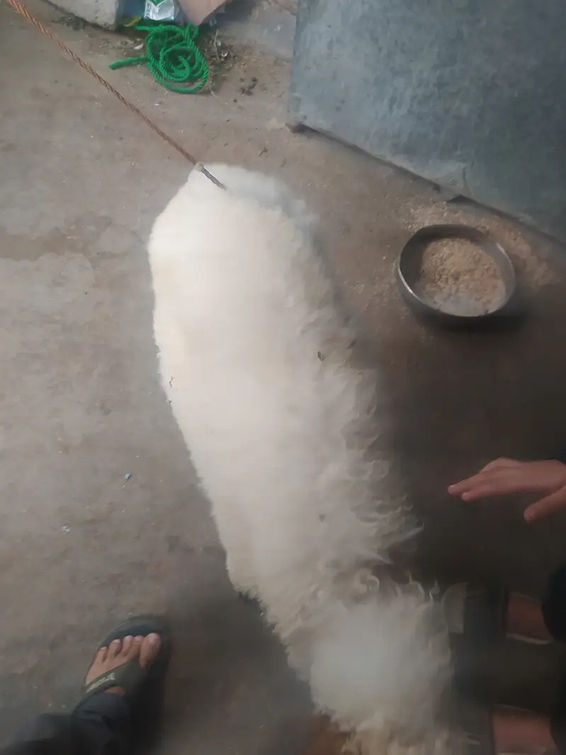 Sheep/dumba — photo 2