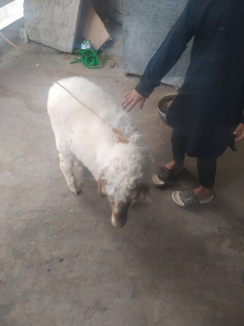 Sheep/dumba 2