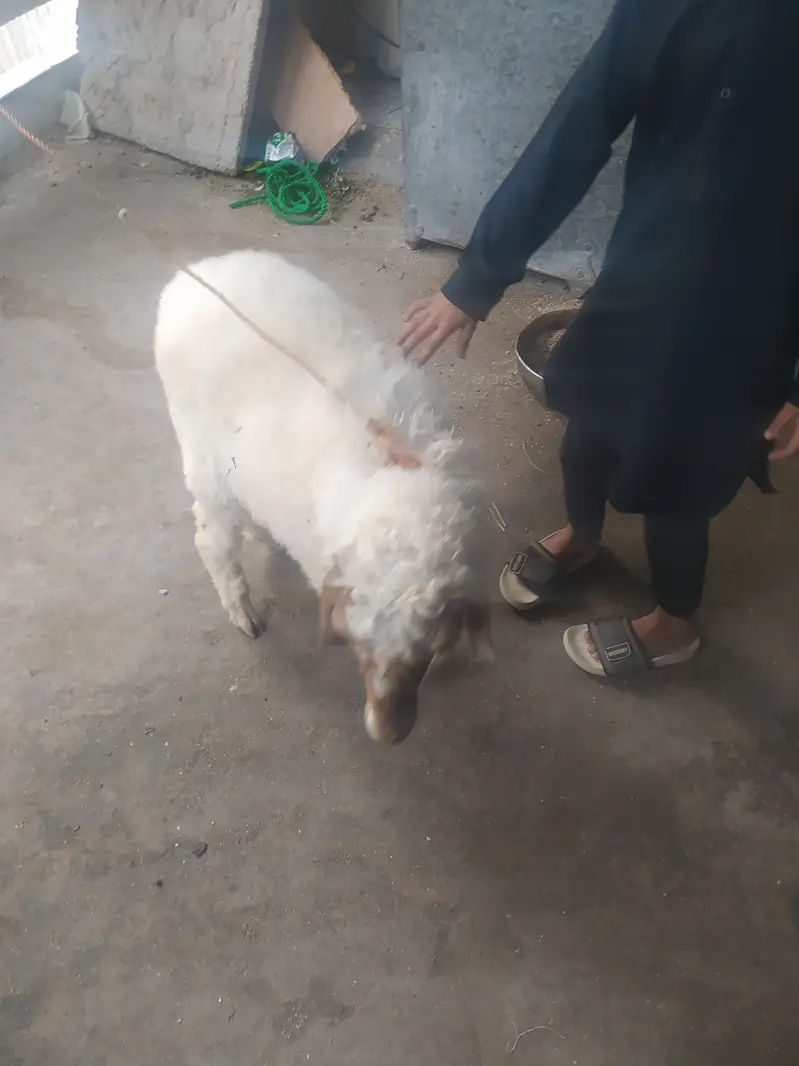Sheep/dumba — photo 3
