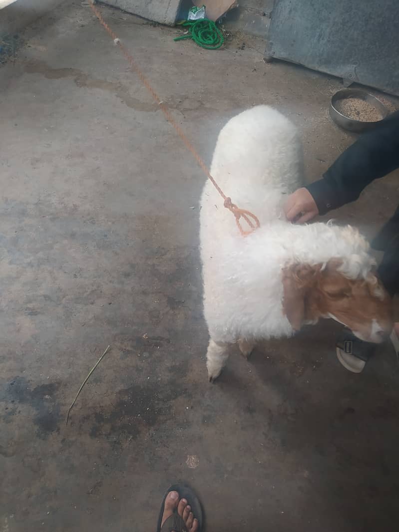 Sheep/dumba 3