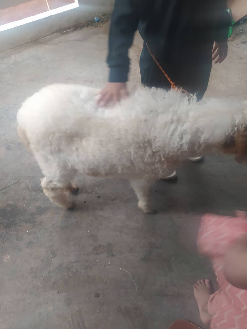 Sheep/dumba 4
