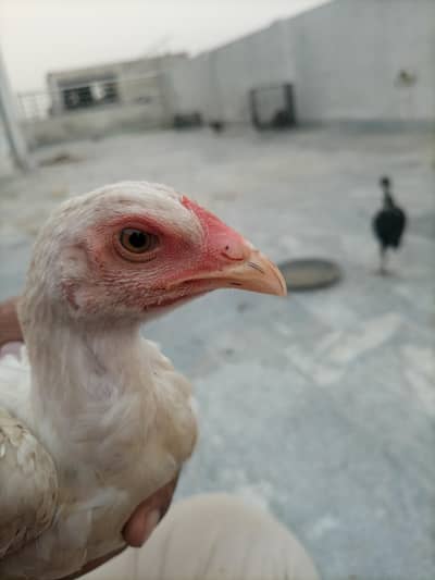 aseel chicks setup for Sale