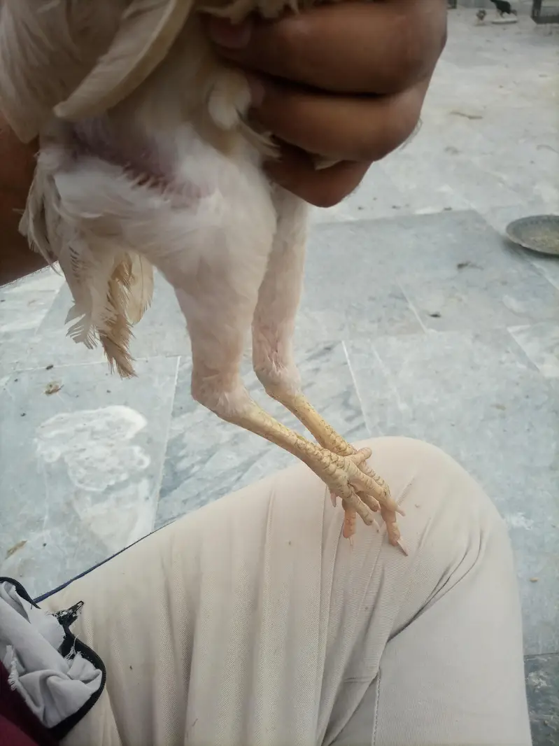 aseel chicks setup for Sale — photo 2