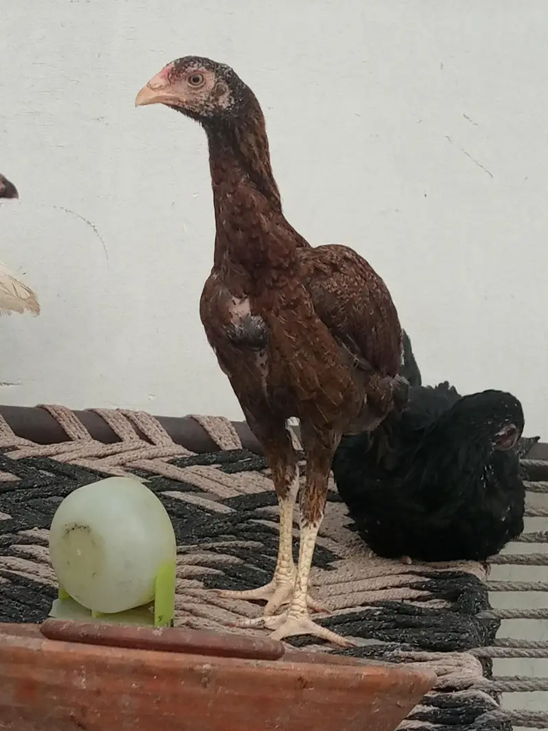 aseel chicks setup for Sale — photo 3