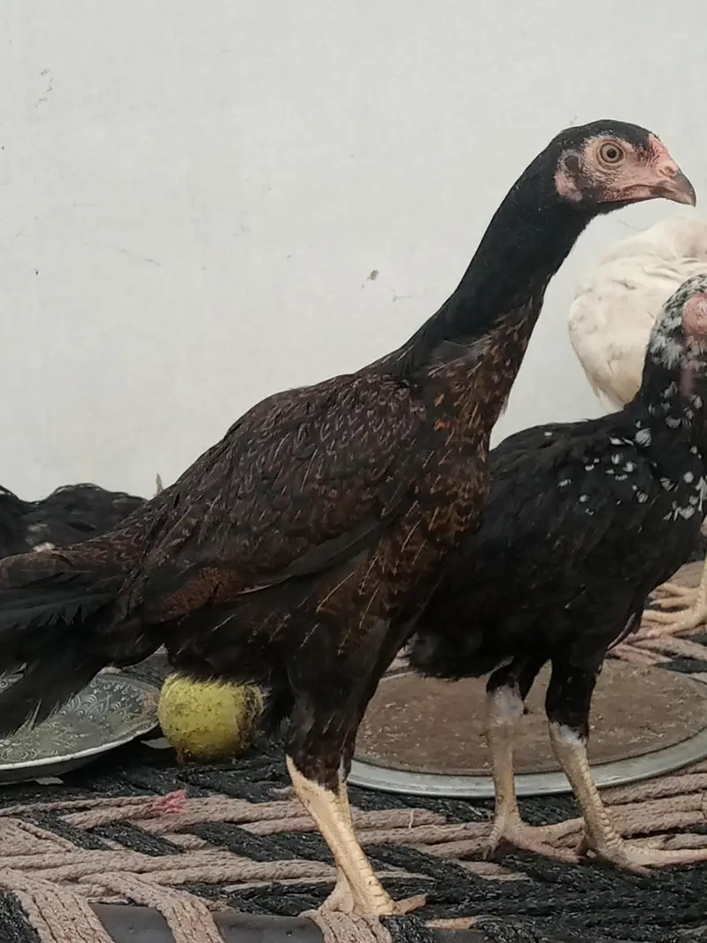 aseel chicks setup for Sale — photo 4