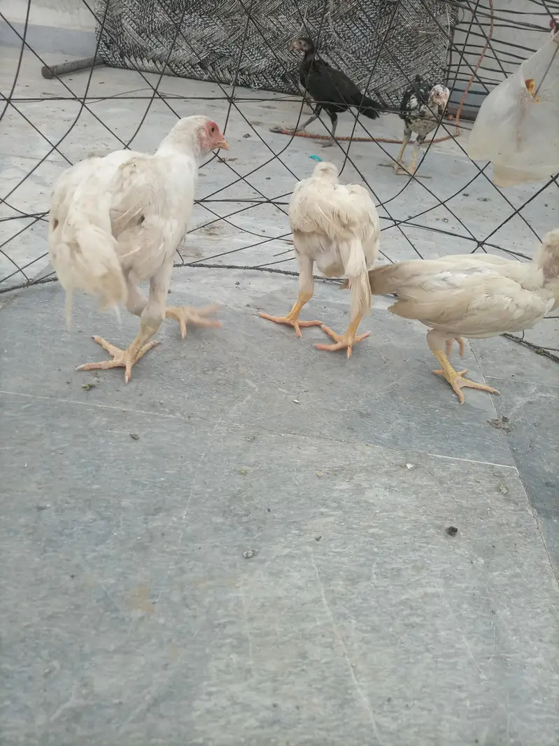 aseel chicks setup for Sale — photo 5