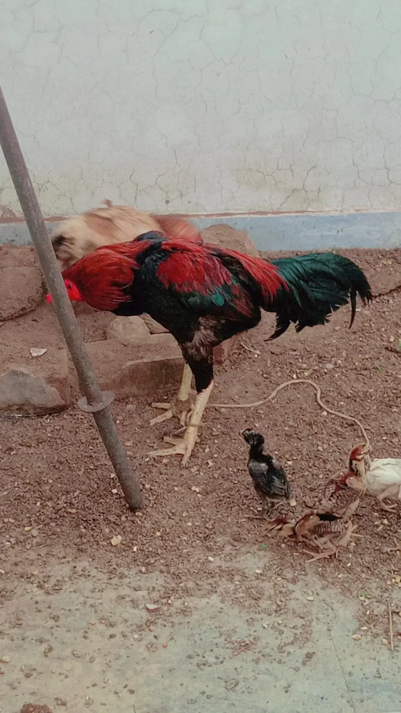 aseel chicks setup for Sale — photo 6