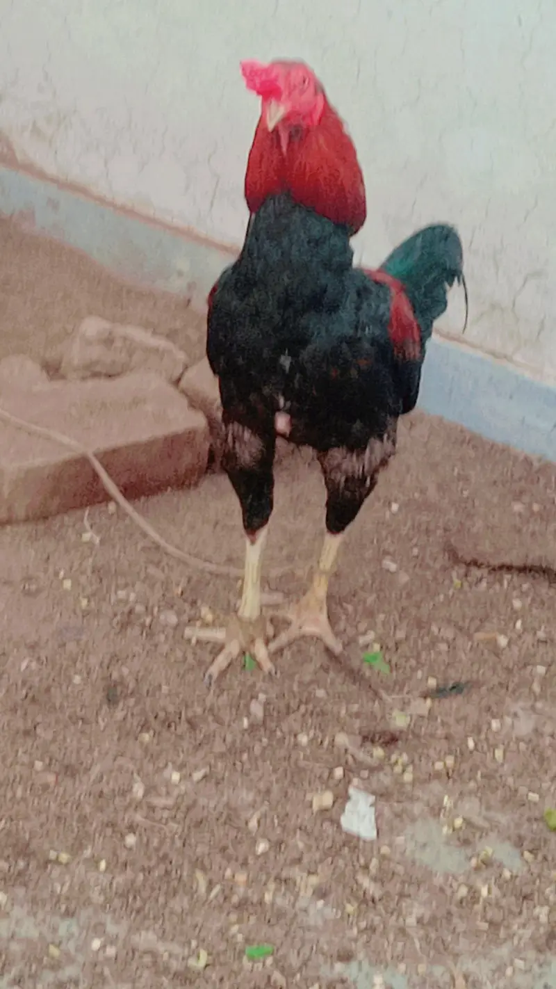 aseel chicks setup for Sale — photo 7