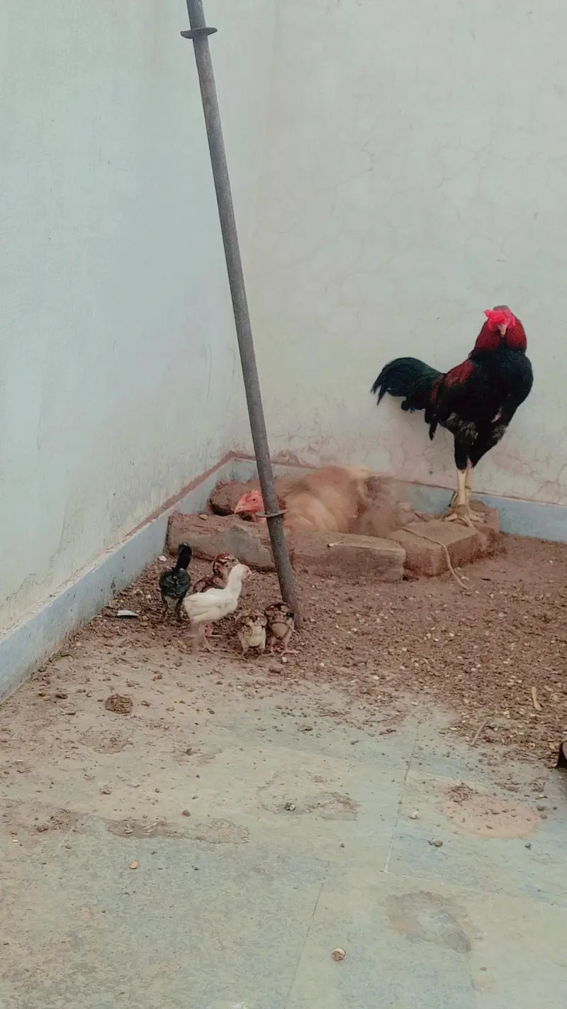 aseel chicks setup for Sale — photo 8