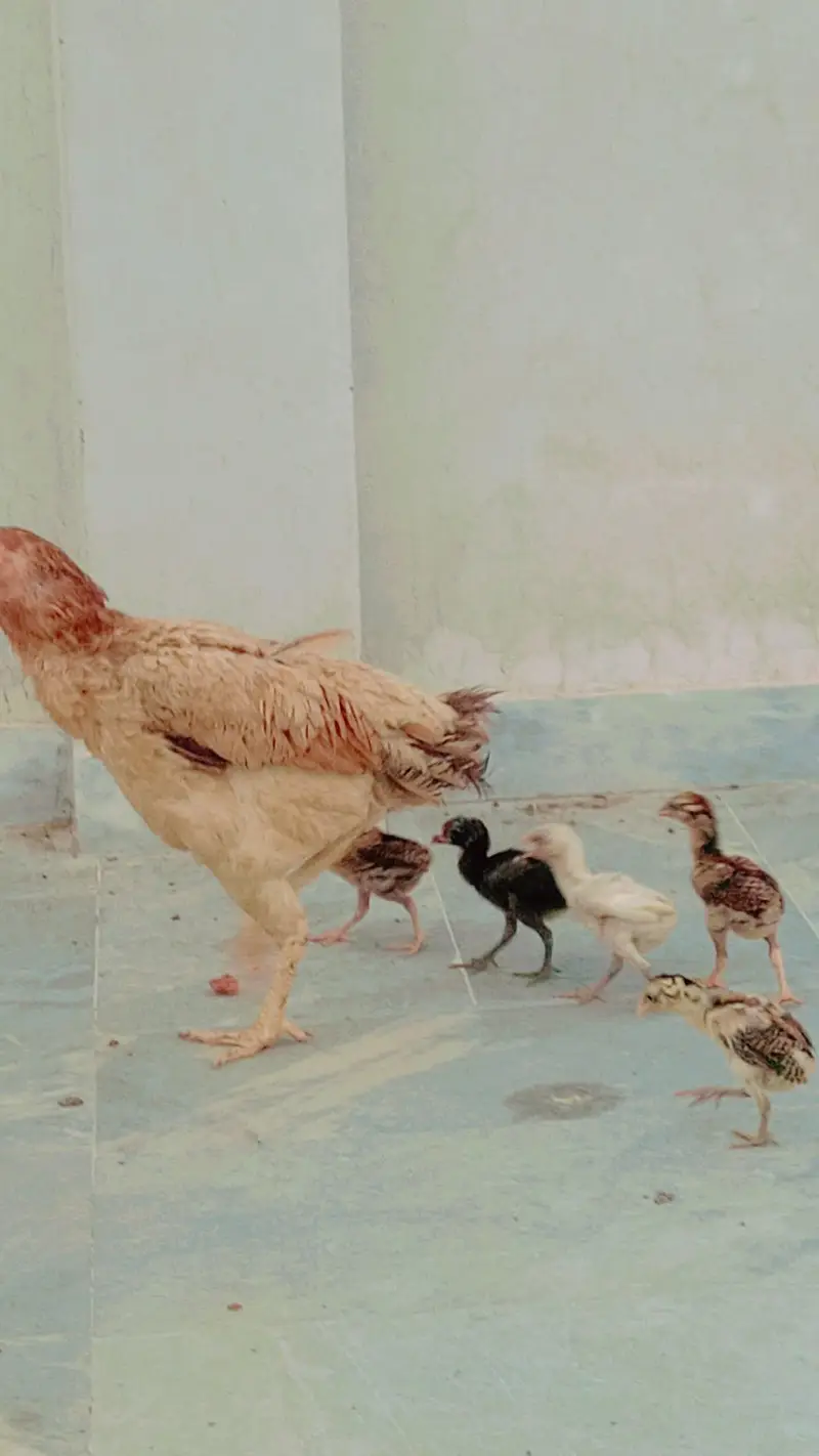 aseel chicks setup for Sale — photo 9