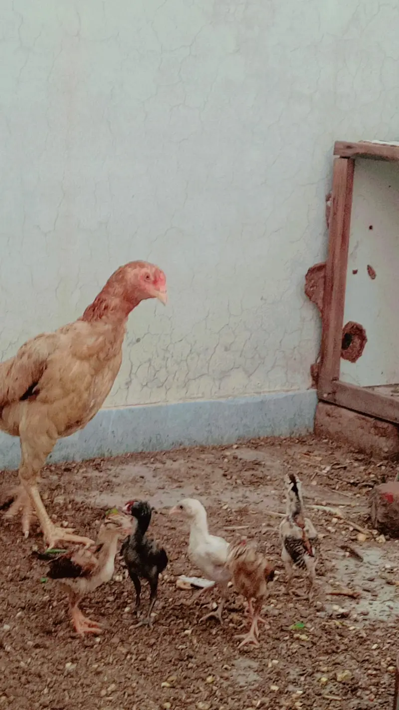aseel chicks setup for Sale — photo 10