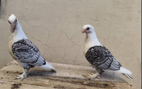 Sentinent Black Cherry Chicks