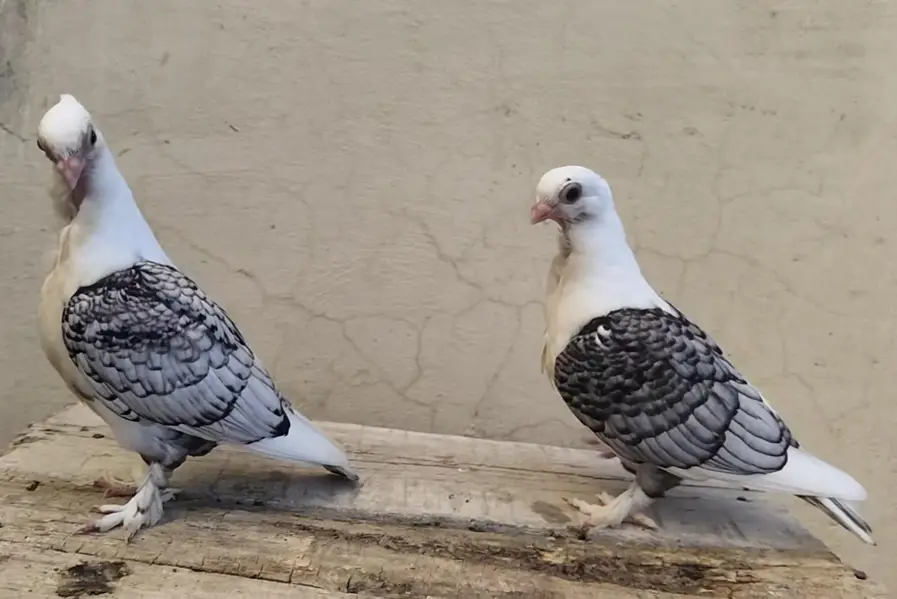 Sentinent Black Cherry Chicks — photo 2