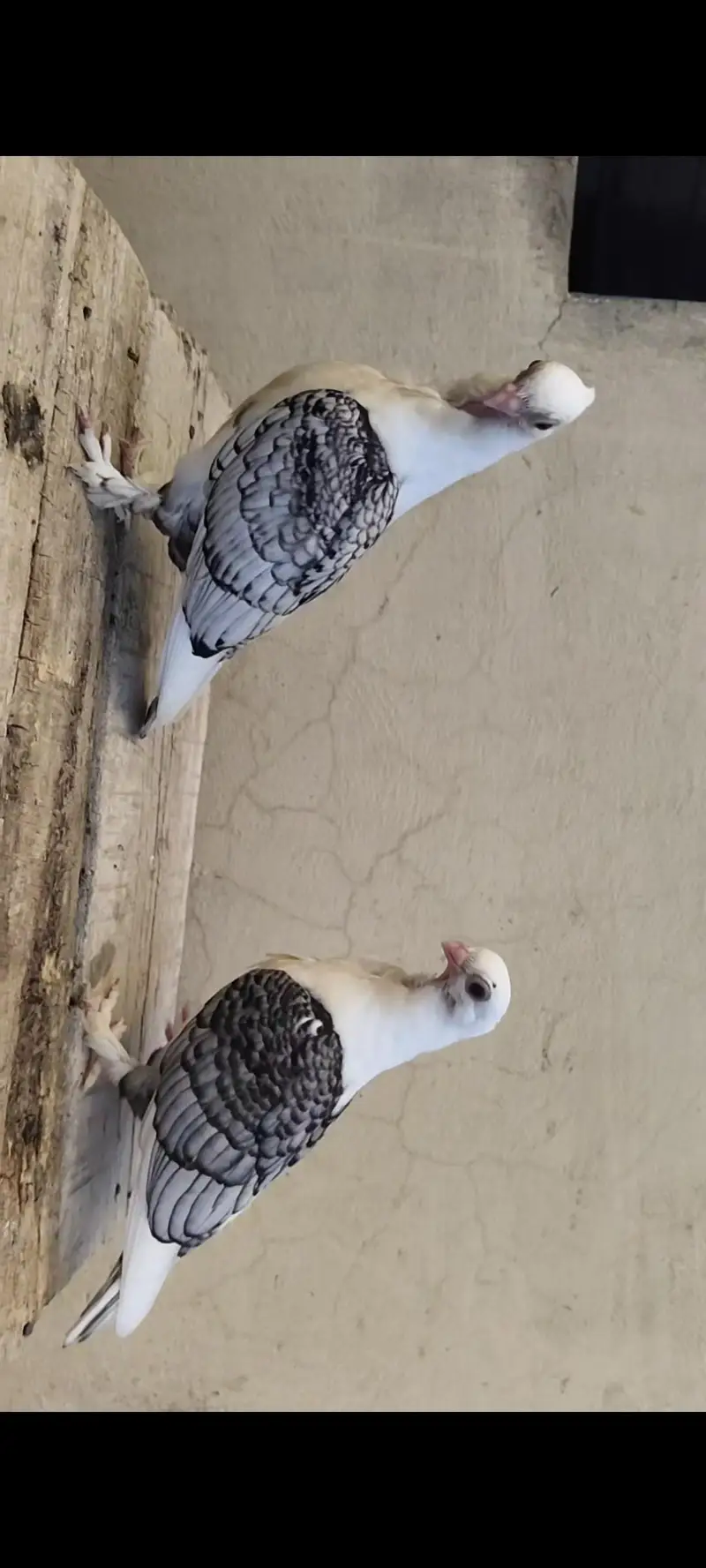 Sentinent Black Cherry Chicks — photo 3