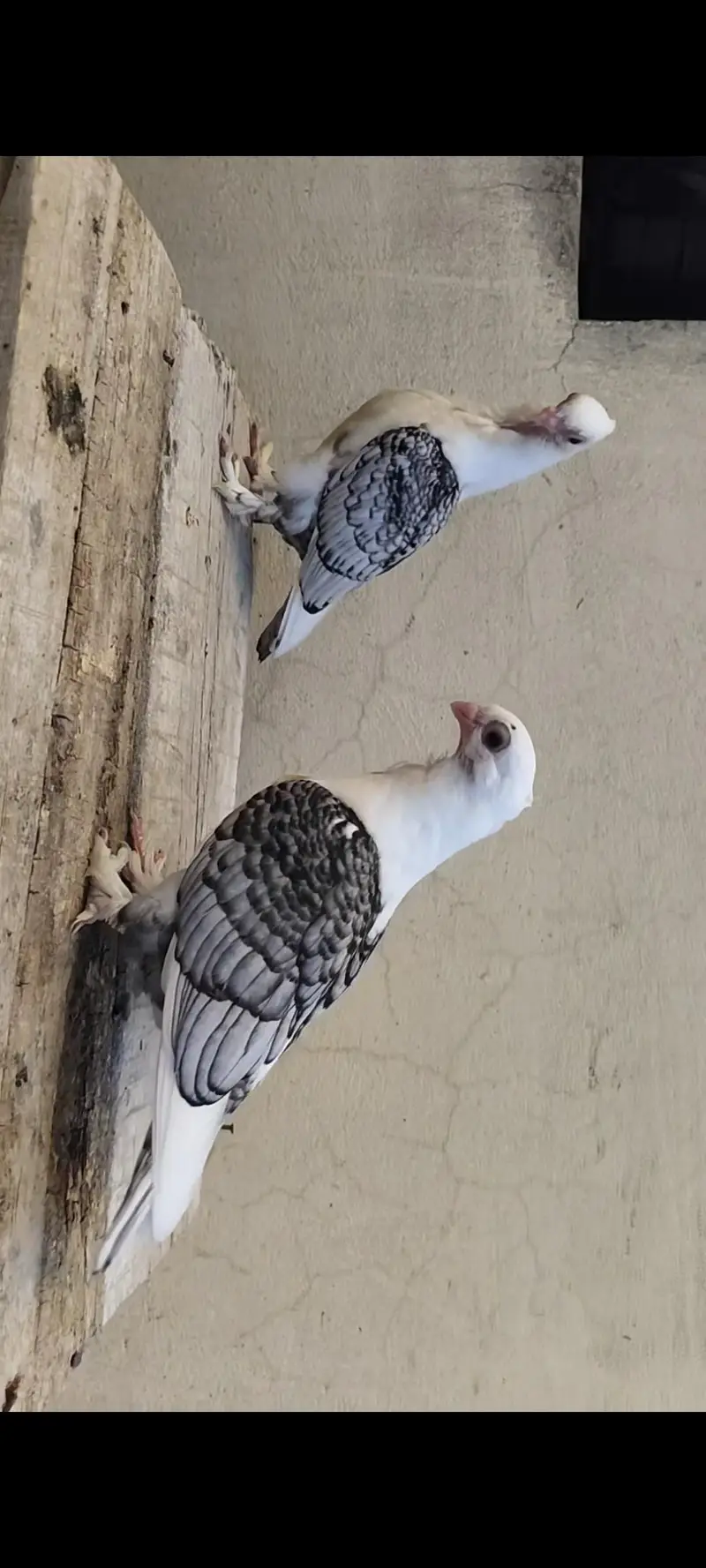 Sentinent Black Cherry Chicks — photo 4