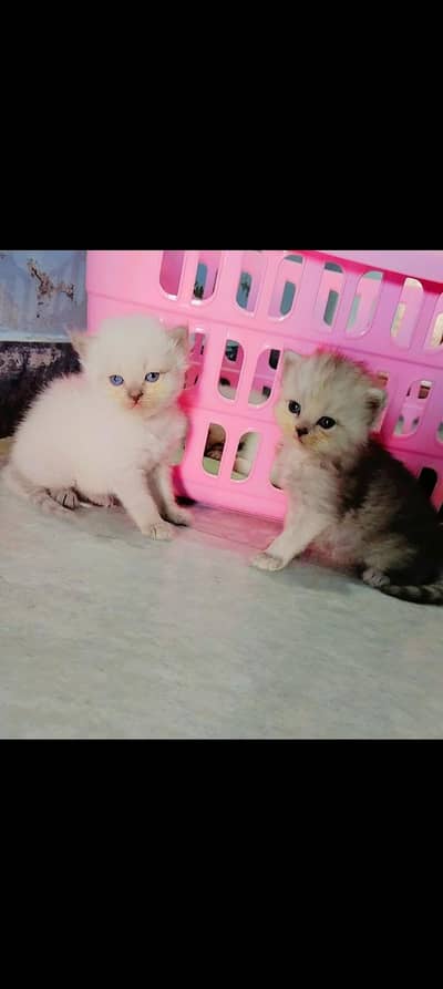 Pure persian triple coated kittens