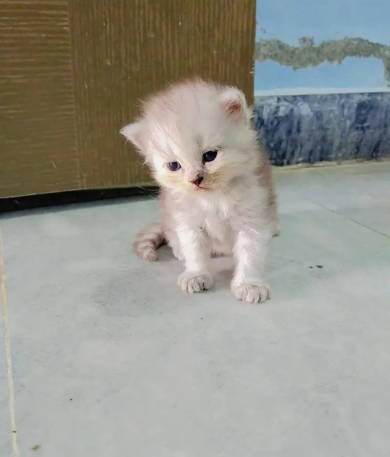 Pure persian triple coated kittens — photo 2