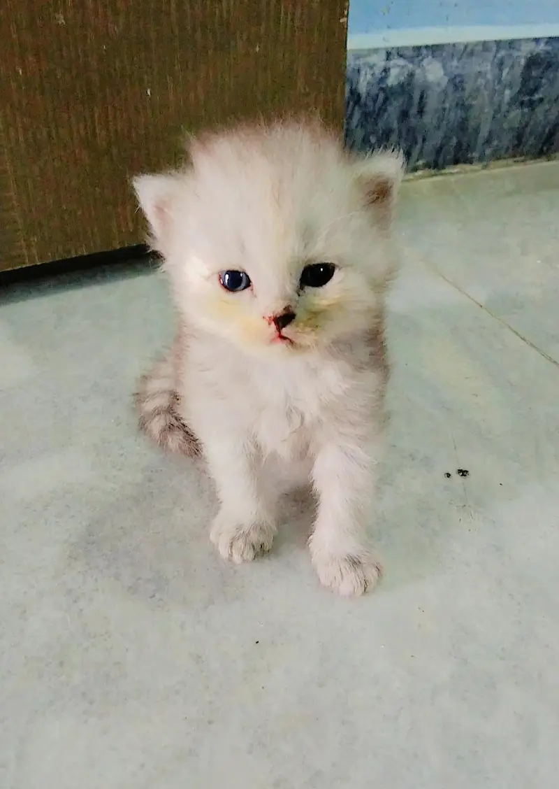 Pure persian triple coated kittens — photo 3