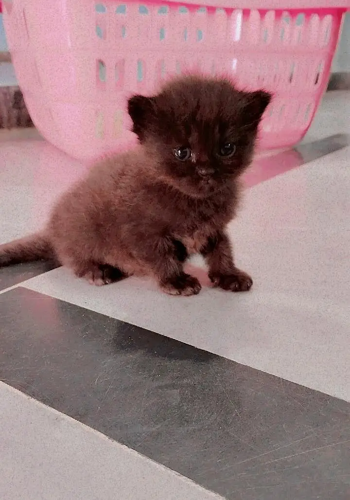 Pure persian triple coated kittens — photo 4