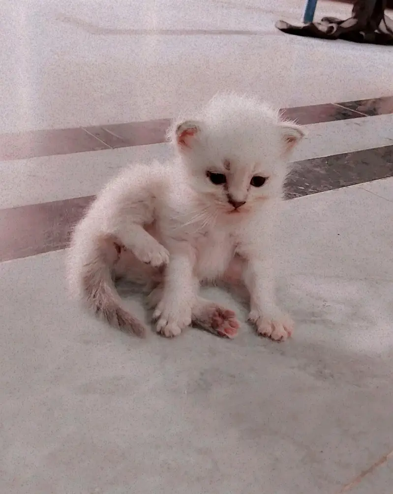 Pure persian triple coated kittens — photo 5
