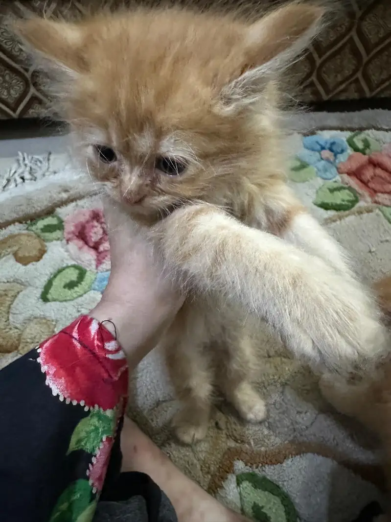 persian kittens for sale | persian cat | Triple coated | Punch face — photo 8