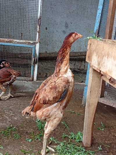 Aseel 4 Pathiyan For Sale
