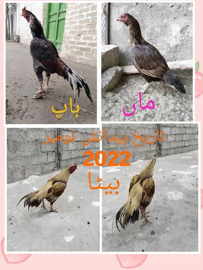 Urgent for sale