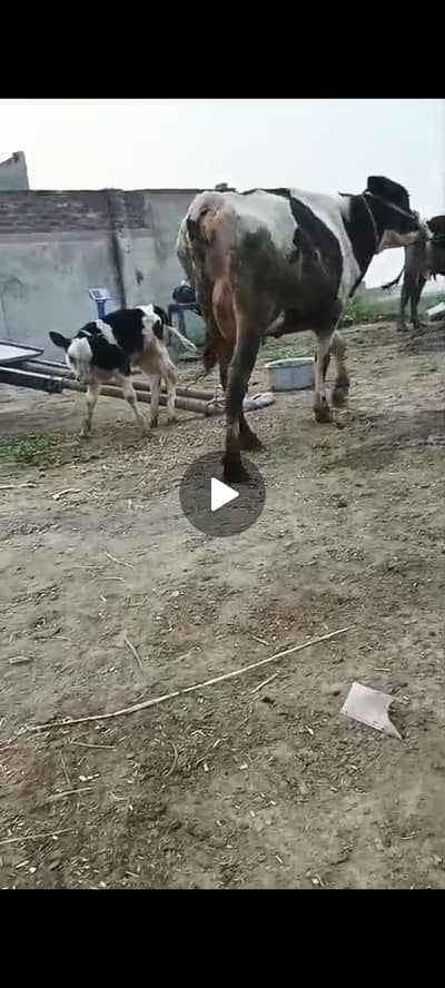 cow for sel