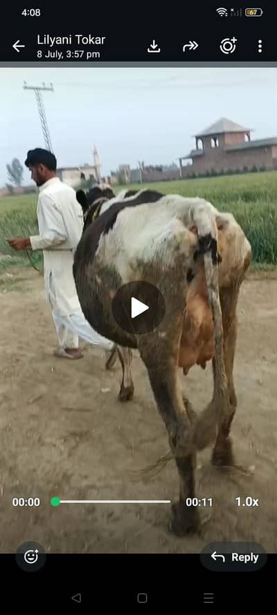 cow for sel