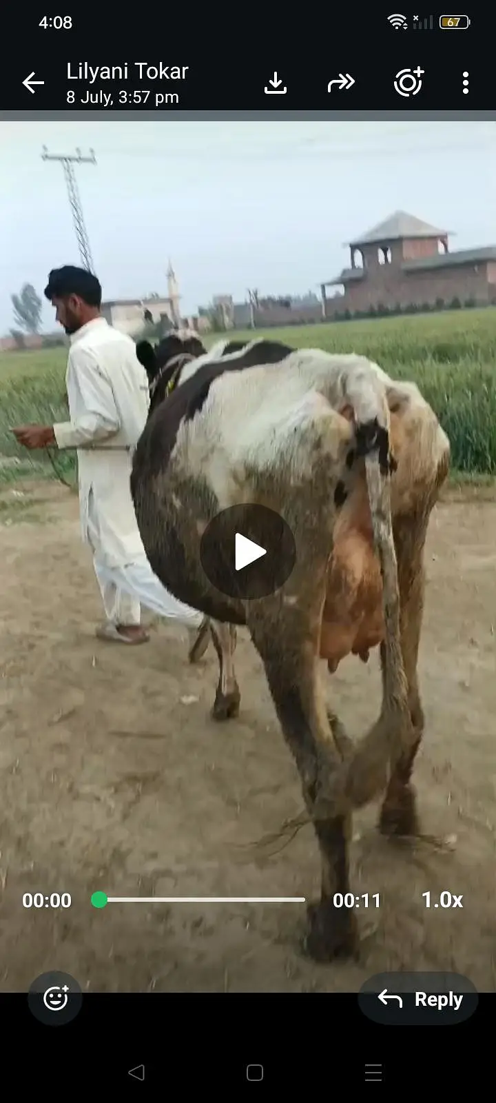 cow for sel — photo 2