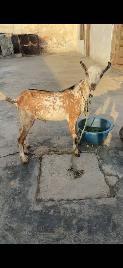 1 female 2 male teda for sale