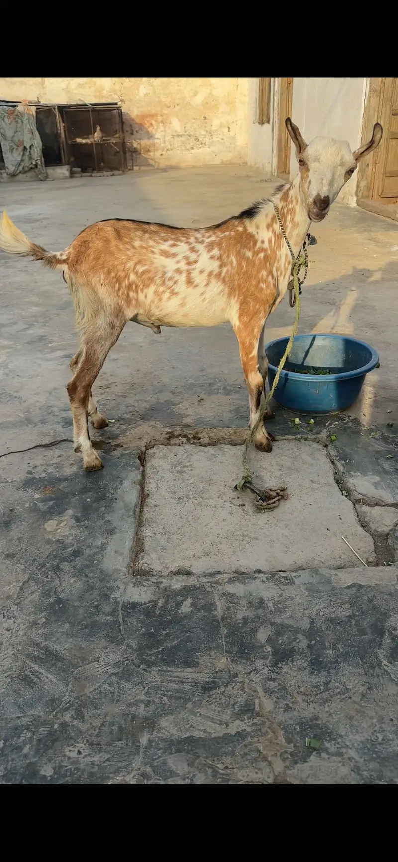 1 female 2 male teda for sale — photo 2