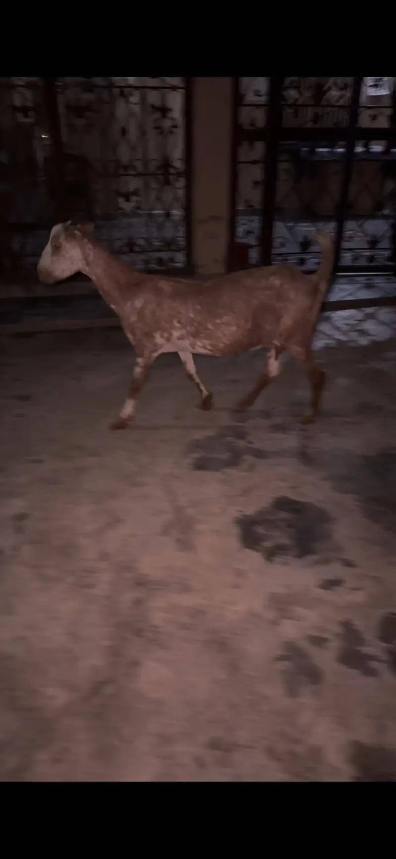 1 female 2 male teda for sale — photo 3