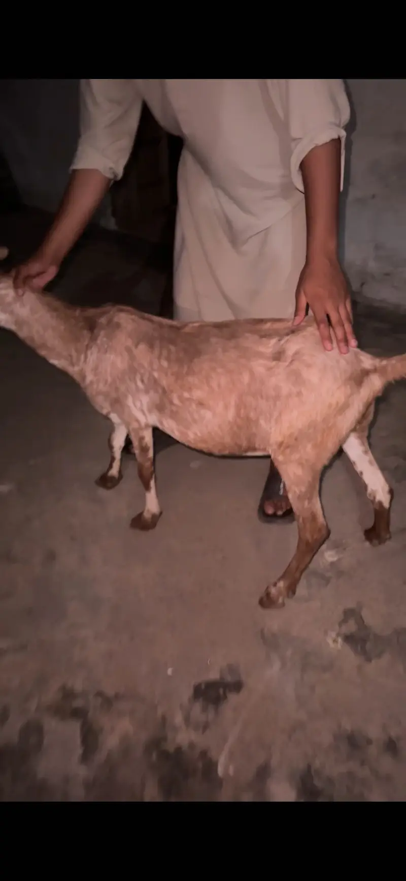1 female 2 male teda for sale — photo 4