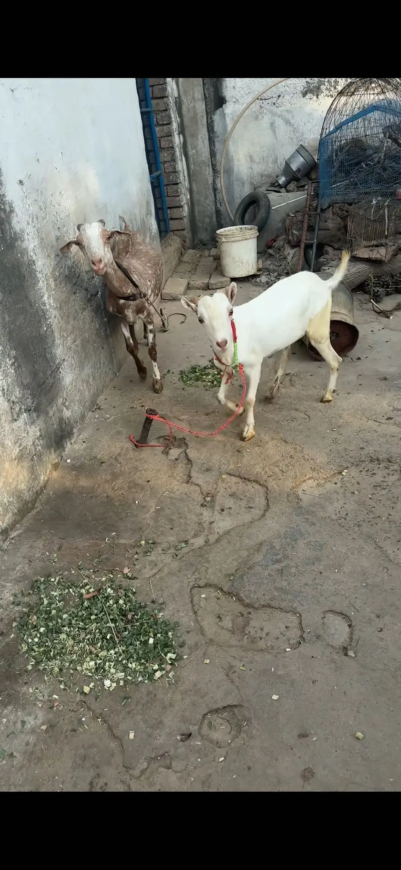 1 female 2 male teda for sale — photo 6