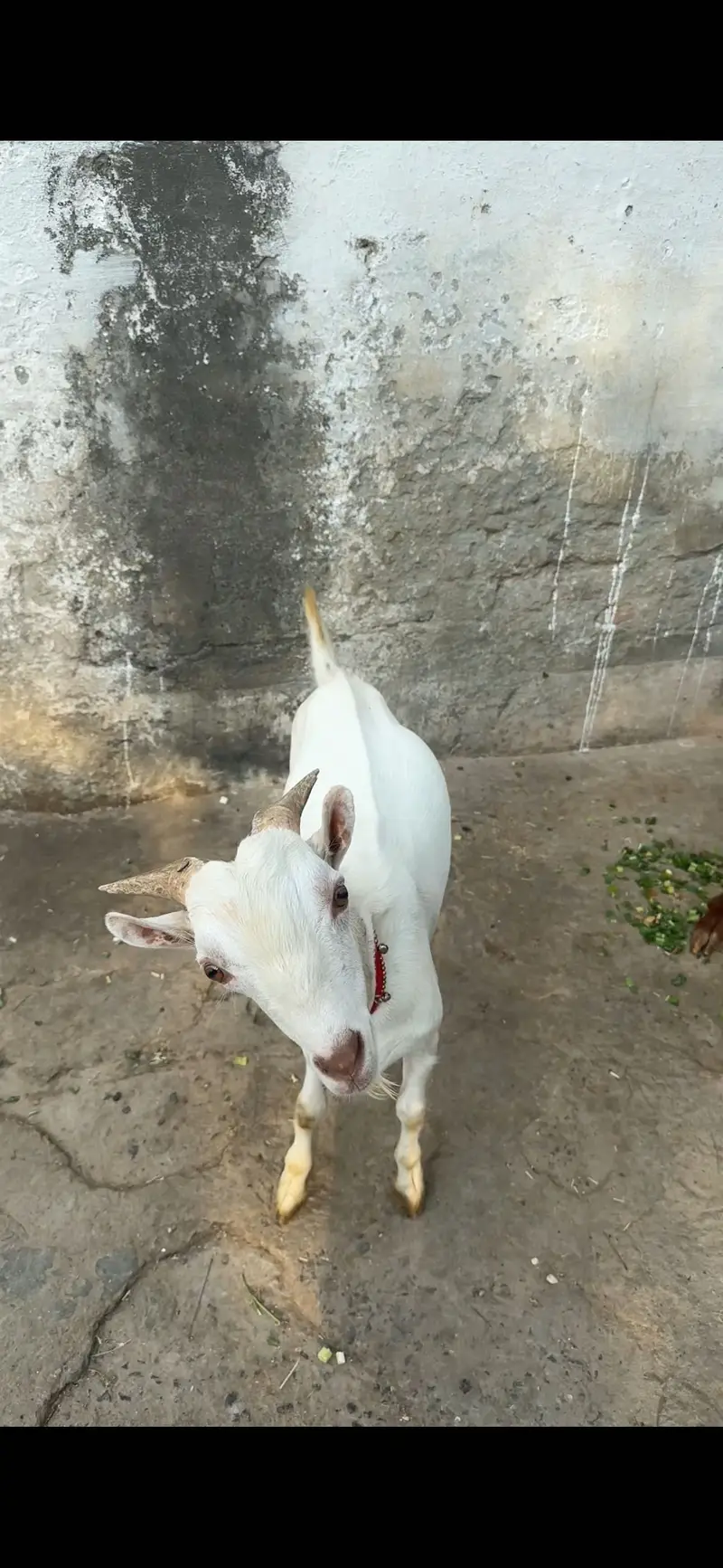 1 female 2 male teda for sale — photo 7