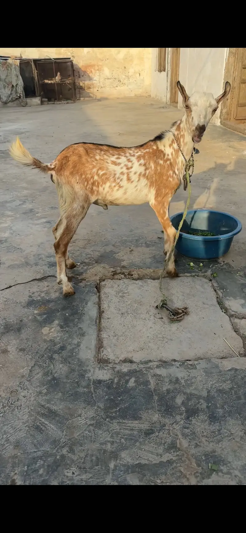 1 female 2 male teda for sale — photo 8