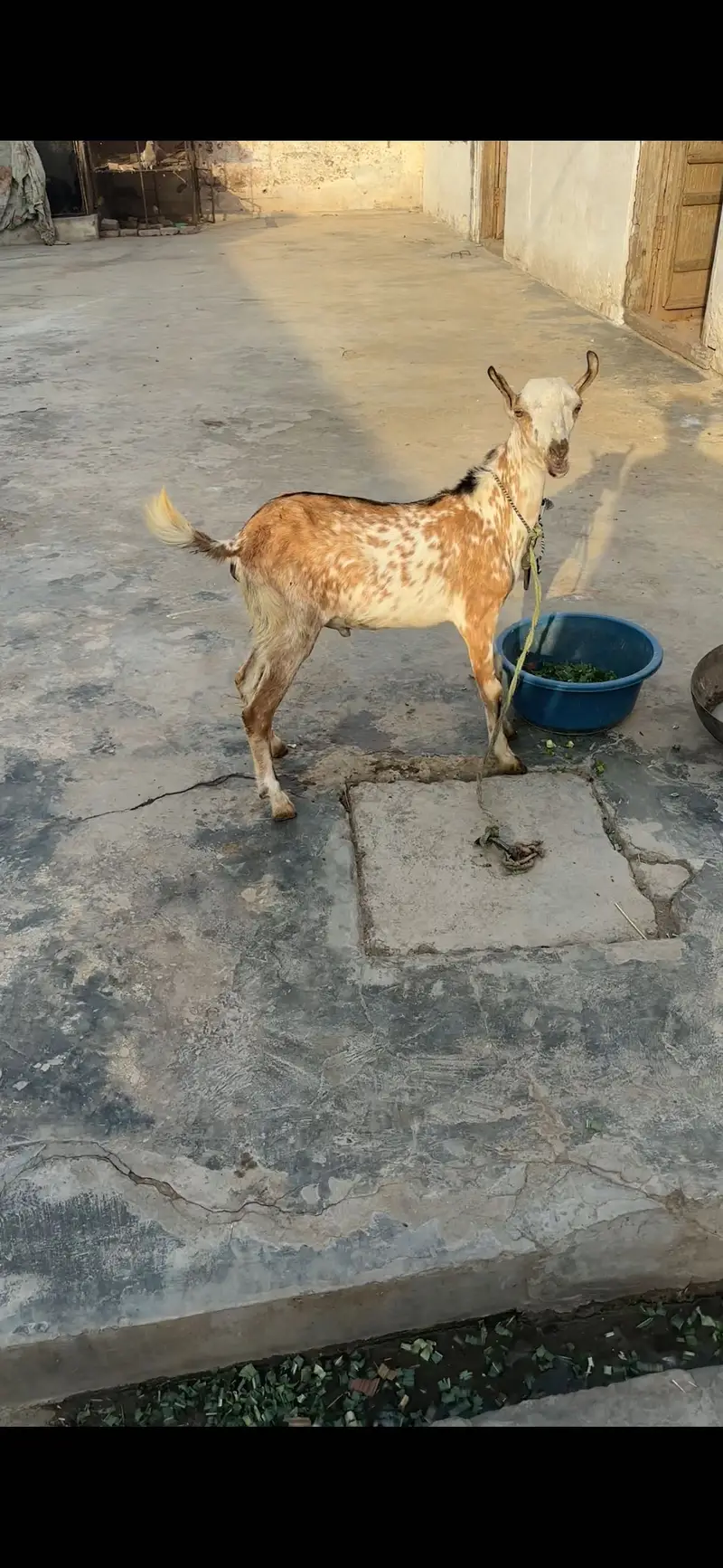 1 female 2 male teda for sale — photo 9