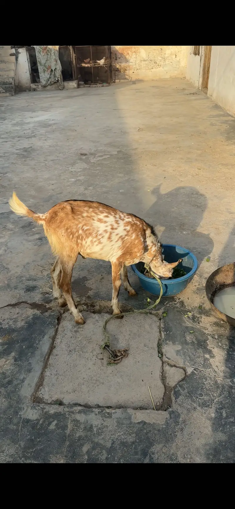 1 female 2 male teda for sale — photo 10