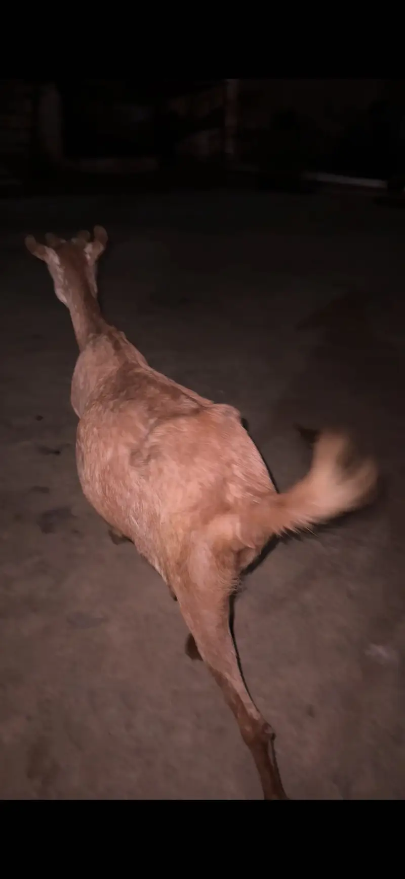 1 female 2 male teda for sale — photo 11