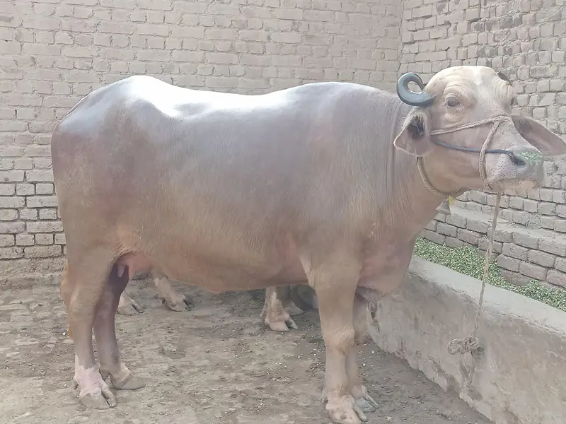 Bhuri Maj — photo 2
