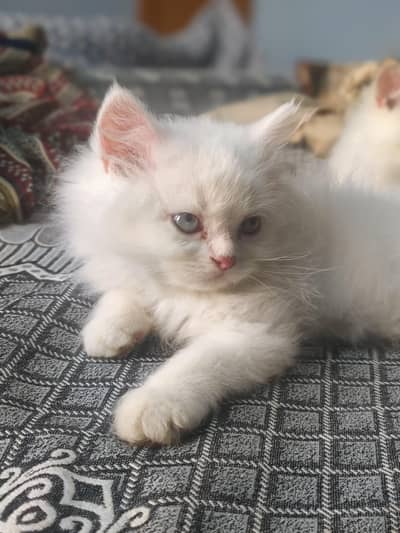 cat for sale