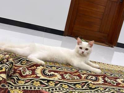 cat for sale