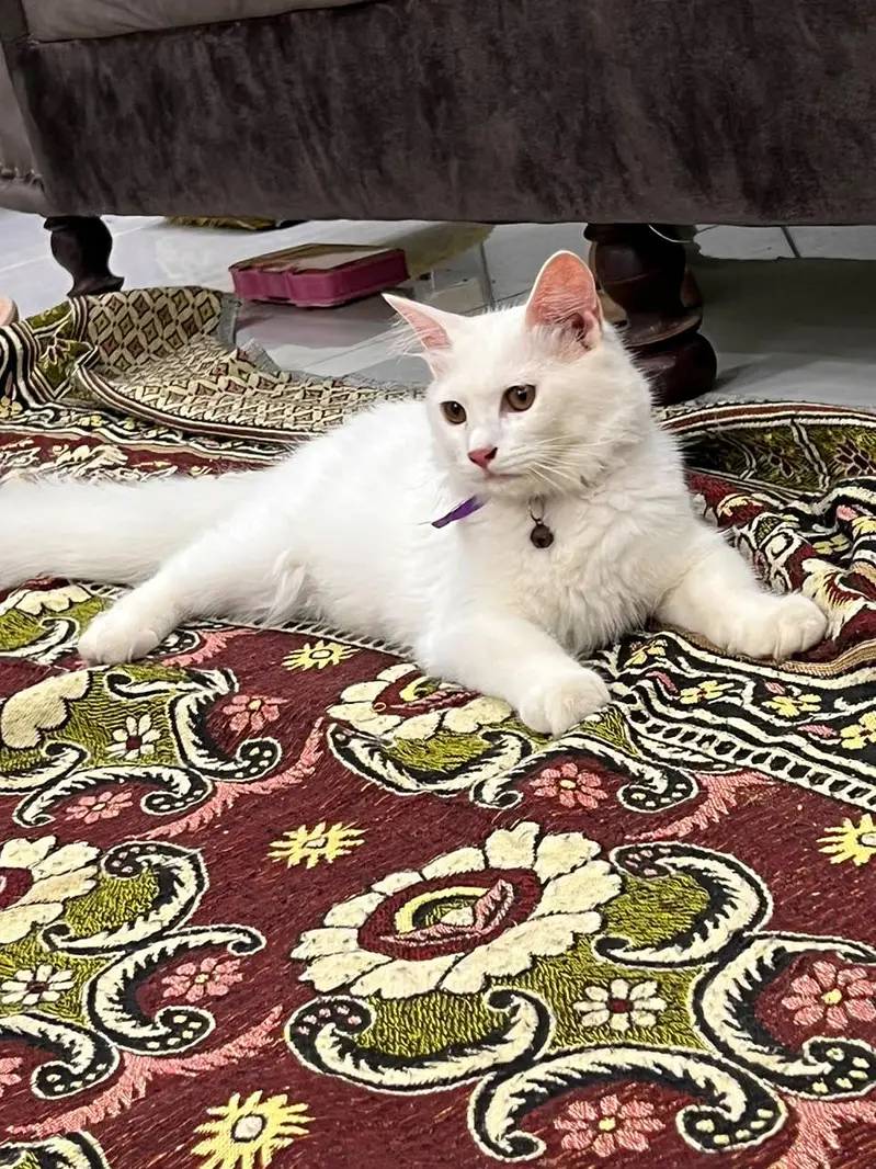 cat for sale — photo 2