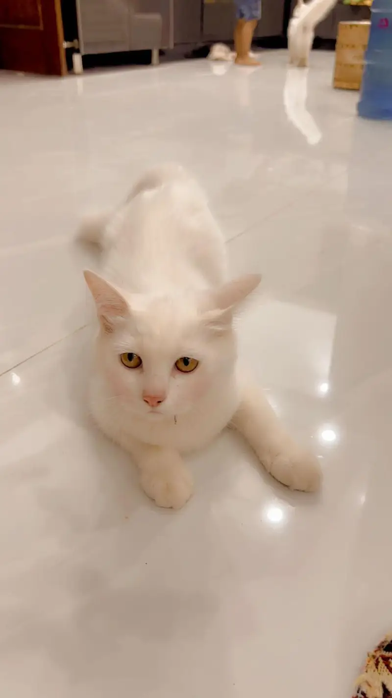 cat for sale — photo 3