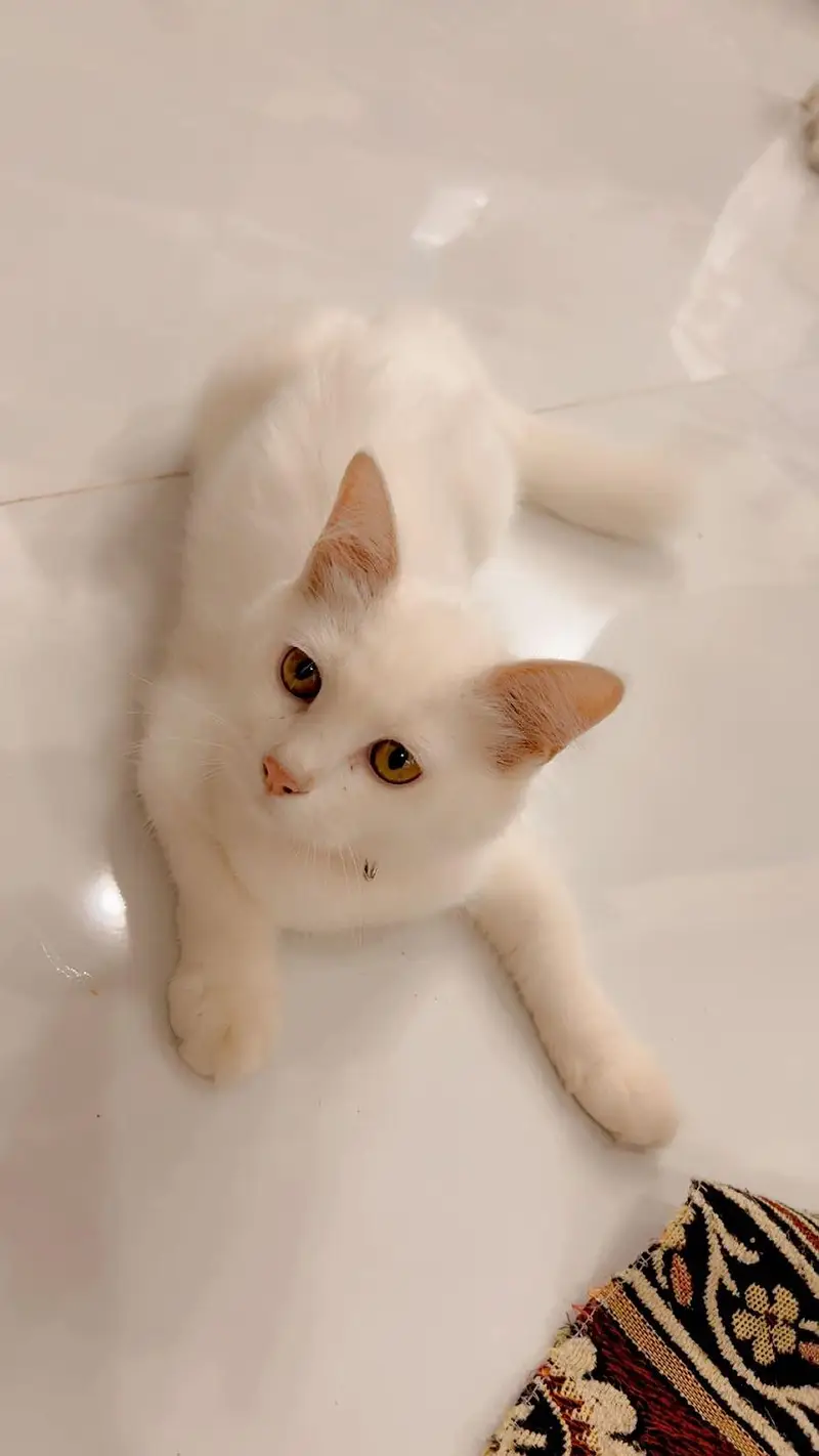 cat for sale — photo 4