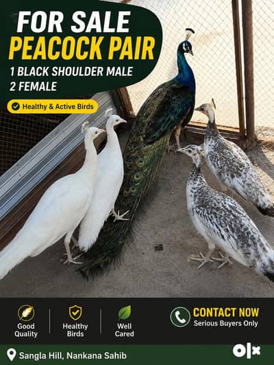 One pair paper white pair 1 black shoulder male two females