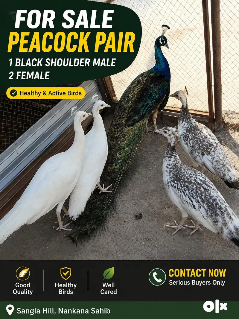 One pair paper white pair 1 black shoulder male two females